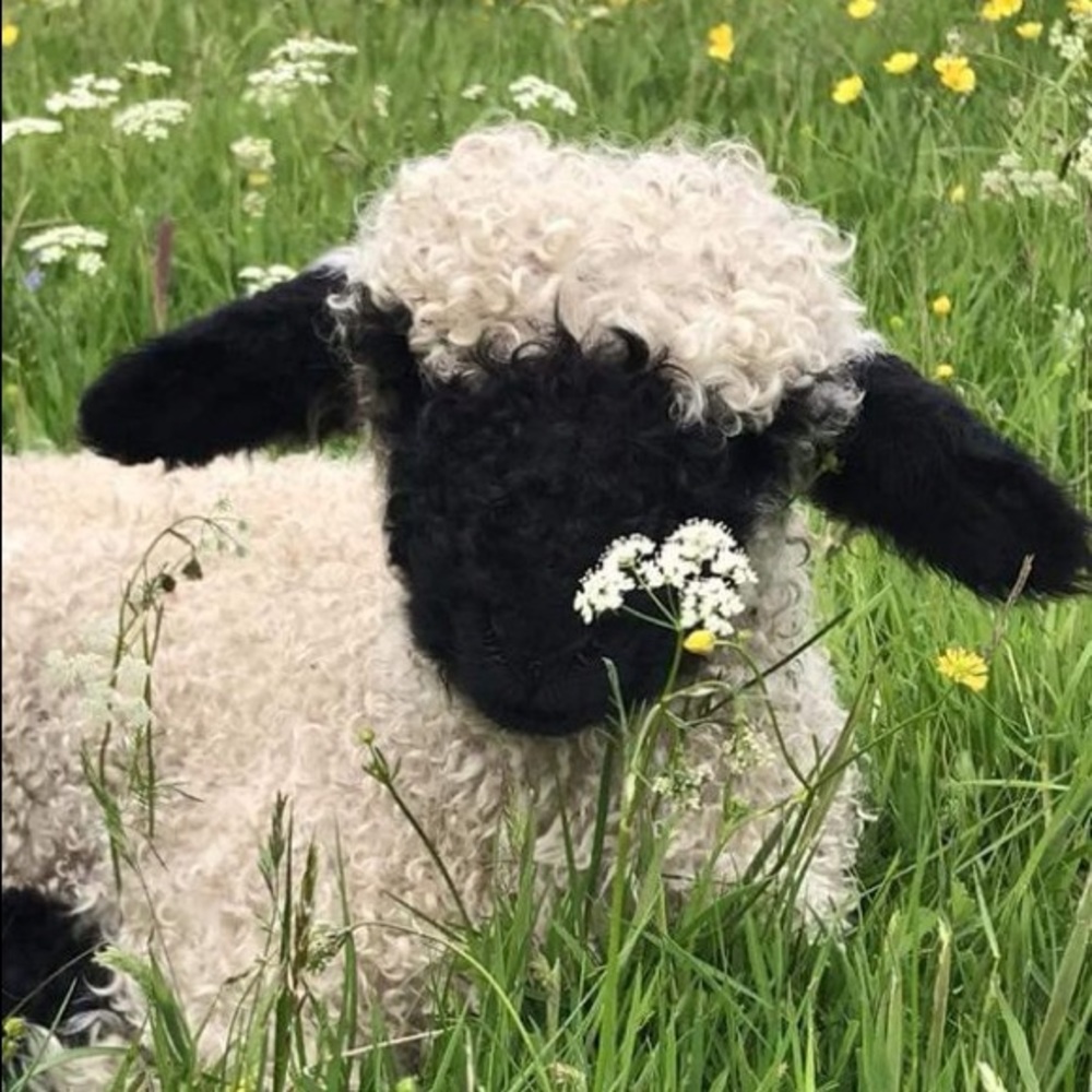 Meet your Posher, Wendy